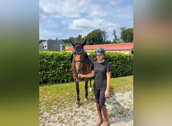 Zangersheider, Mare, 6 years, 16 hh, Brown