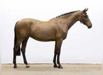 Zangersheider, Mare, 6 years, 16 hh, Brown