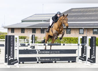 Zangersheider, Mare, 6 years, 16 hh, Brown