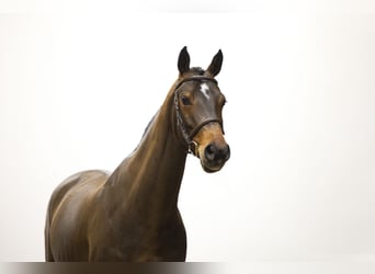 Zangersheider, Mare, 6 years, 16 hh, Brown