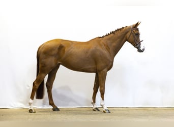 Zangersheider, Mare, 6 years, 16 hh, Chestnut-Red