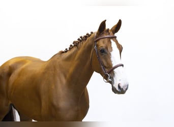 Zangersheider, Mare, 6 years, 16 hh, Chestnut-Red