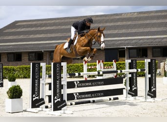 Zangersheider, Mare, 6 years, 16 hh, Chestnut-Red