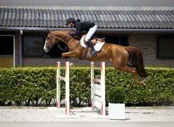 Zangersheider, Mare, 6 years, 16 hh, Chestnut-Red