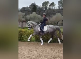 Zangersheider, Mare, 6 years, 16 hh, Grey