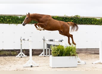 Zangersheider, Mare, 6 years, 16 hh