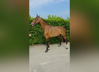 Zangersheider, Mare, 6 years, 16,1 hh, Bay-Dark