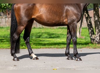 Zangersheider, Mare, 6 years, 16,1 hh, Bay-Dark