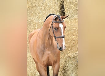 Zangersheider, Mare, 6 years, 16,1 hh, Bay