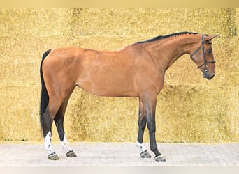 Zangersheider, Mare, 6 years, 16,1 hh, Bay