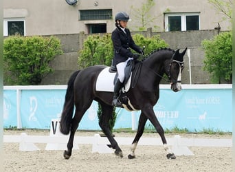 Zangersheider, Mare, 6 years, 16,1 hh, Black