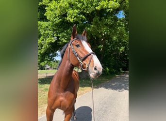 Zangersheider, Mare, 6 years, 16,1 hh, Brown