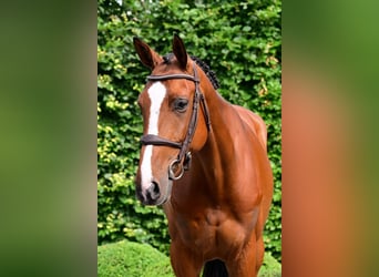 Zangersheider, Mare, 6 years, 16,1 hh, Brown