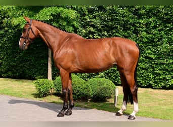 Zangersheider, Mare, 6 years, 16,1 hh, Brown