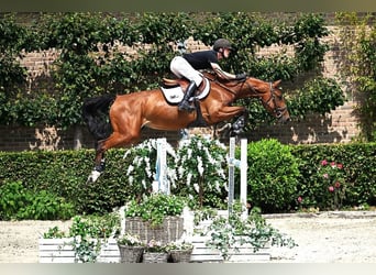 Zangersheider, Mare, 6 years, 16,1 hh, Brown