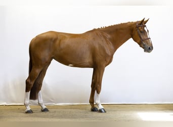 Zangersheider, Mare, 6 years, 16,1 hh, Chestnut-Red