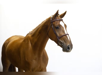 Zangersheider, Mare, 6 years, 16,1 hh, Chestnut-Red