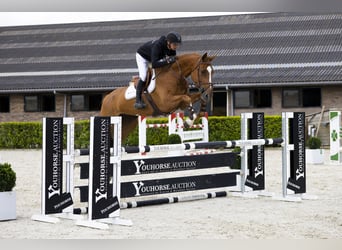 Zangersheider, Mare, 6 years, 16,1 hh, Chestnut-Red