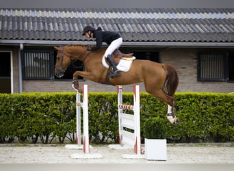 Zangersheider, Mare, 6 years, 16,1 hh, Chestnut-Red