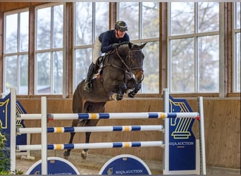 Zangersheider, Mare, 6 years, 16,2 hh, Bay-Dark