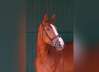 Zangersheider, Mare, 6 years, 16,2 hh, Chestnut-Red