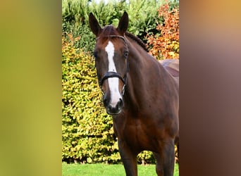 Zangersheider, Mare, 6 years, 16,2 hh, Chestnut