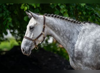 Zangersheider, Mare, 6 years, 16,2 hh, Gray-Dapple