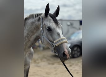 Zangersheider, Mare, 6 years, 16,2 hh, Grey