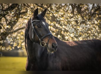 Zangersheider, Mare, 6 years, 16,2 hh, Smoky-Black