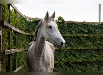 Zangersheider, Mare, 6 years, 16,3 hh, Grey