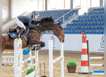 Zangersheider, Mare, 6 years, 17 hh, Bay-Dark