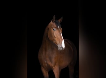 Zangersheider, Mare, 6 years, 17 hh, Bay-Dark