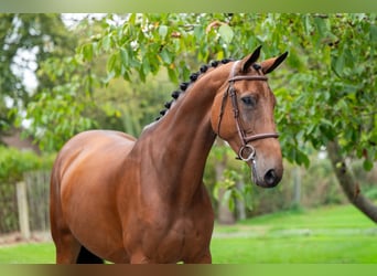 Zangersheider, Mare, 6 years, 17 hh, Brown