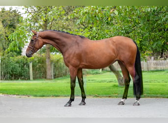 Zangersheider, Mare, 6 years, 17 hh, Brown