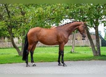 Zangersheider, Mare, 6 years, 17 hh, Brown