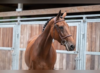 Zangersheider, Mare, 6 years, 17 hh, Brown