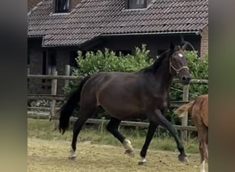 Zangersheider, Mare, 6 years, 17,1 hh, Bay-Dark