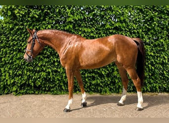 Zangersheider, Mare, 6 years, Brown