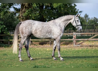 Zangersheider, Mare, 6 years, Grey-Dapple