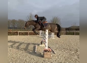 Zangersheider, Mare, 7 years, 15,3 hh, Bay-Dark