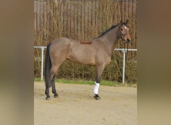 Zangersheider, Mare, 7 years, 15,3 hh, Brown