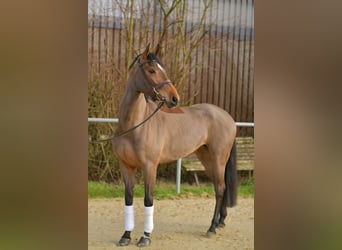 Zangersheider, Mare, 7 years, 15,3 hh, Brown