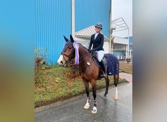 Zangersheider, Mare, 7 years, 16.1 hh, Bay Zangersheider, Mare, 7 years, 16.1 hh, Bay