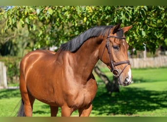 Zangersheider, Mare, 7 years, 16.1 hh, Brown