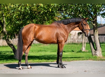 Zangersheider, Mare, 7 years, 16.1 hh, Brown