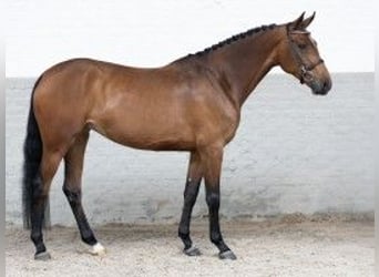 Zangersheider, Mare, 7 years, 16,1 hh, Brown