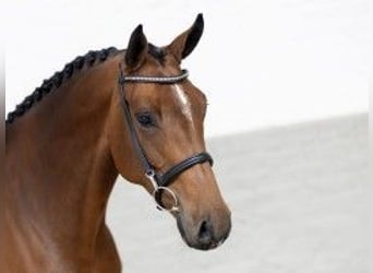 Zangersheider, Mare, 7 years, 16,1 hh, Brown