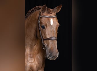 Zangersheider, Mare, 7 years, 16,1 hh, Chestnut-Red