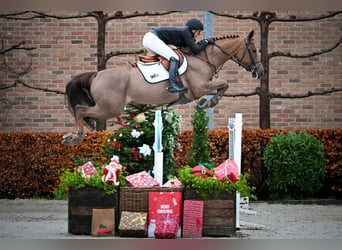 Zangersheider, Mare, 7 years, 16,1 hh, Chestnut-Red