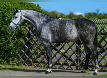 Zangersheider, Mare, 7 years, 16.1 hh, Grey-Dapple